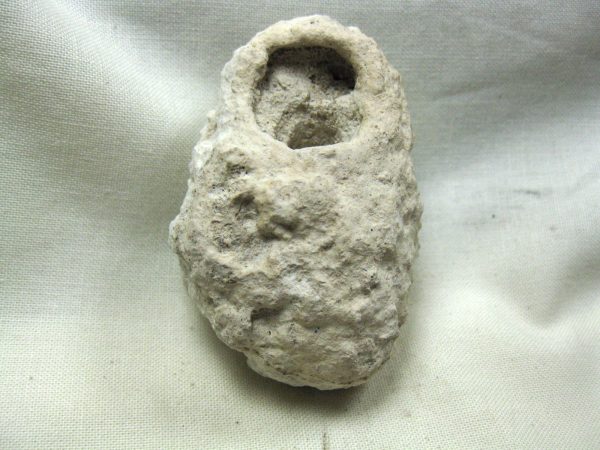 Fossil Weevil Cocoon #17 - Image 2