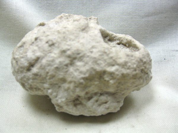 Fossil Weevil Cocoon #17 - Image 5