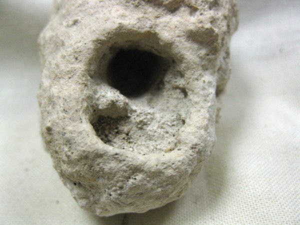 Fossil Weevil Cocoon #17 - Image 4