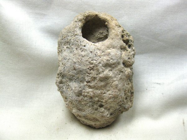 Fossil Weevil Cocoon #18 - Image 2