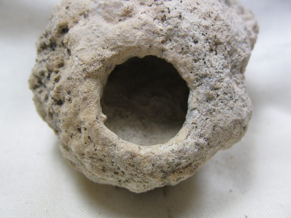 Fossil Weevil Cocoon #18 - Image 4