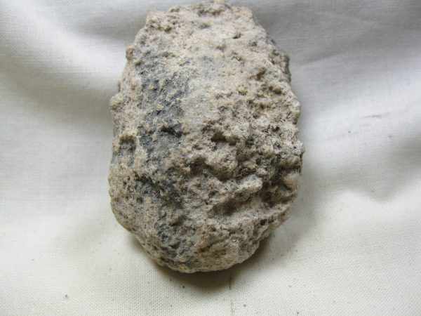 Fossil Weevil Cocoon #18 - Image 3