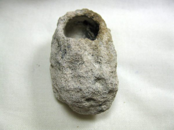 Fossil Weevil Cocoon #1 - Image 2