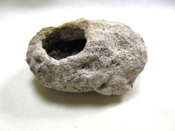 Fossil Weevil Cocoon #1 - Image 5