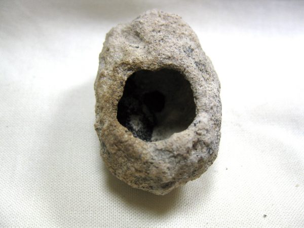 Fossil Weevil Cocoon #1 - Image 4