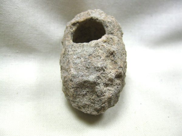 Fossil Weevil Cocoon #2 - Image 5