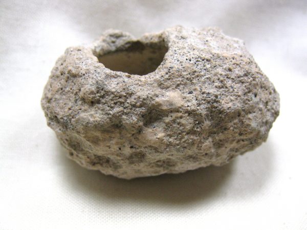 Fossil Weevil Cocoon #2 - Image 2