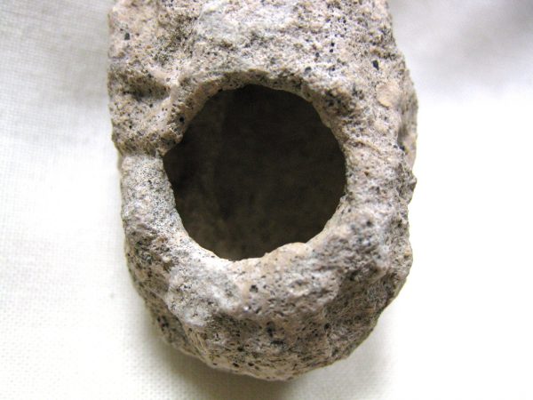 Fossil Weevil Cocoon #2 - Image 3