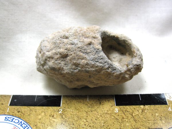 Fossil Weevil Cocoon #3