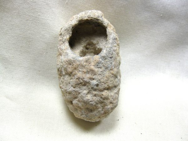 Fossil Weevil Cocoon #3 - Image 2