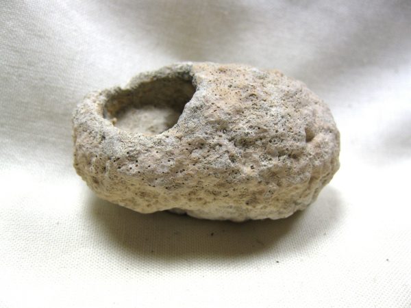 Fossil Weevil Cocoon #3 - Image 5