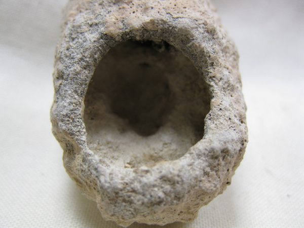 Fossil Weevil Cocoon #3 - Image 4