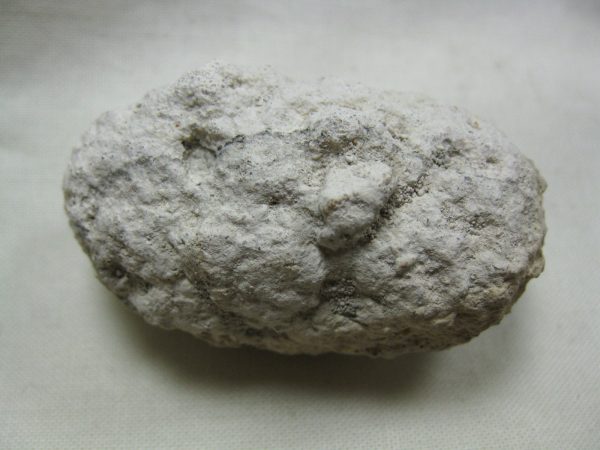 Fossil Weevil Cocoon #3 - Image 3