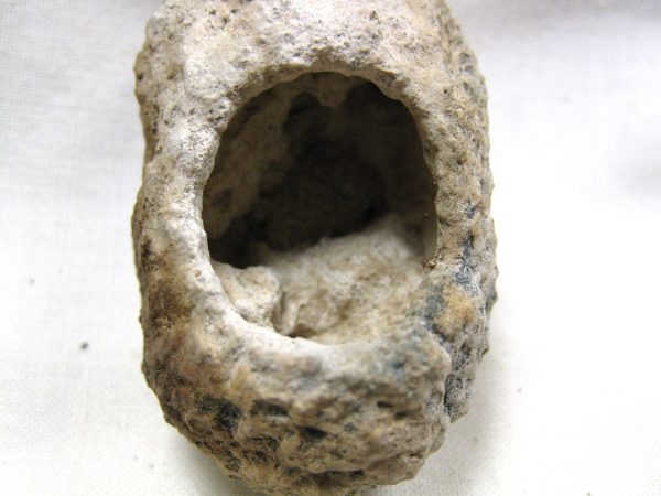 Fossil Weevil Cocoon #4 - Image 5