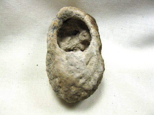 Fossil Weevil Cocoon #4 - Image 4