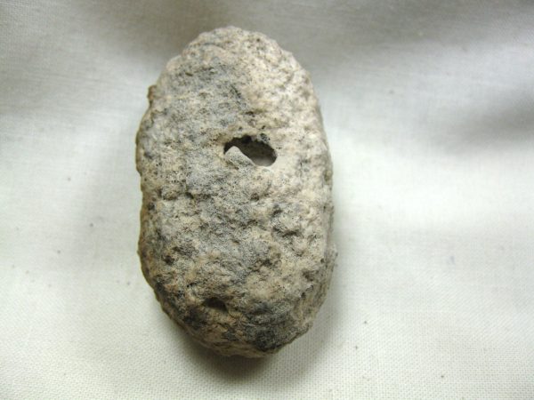 Fossil Weevil Cocoon #4 - Image 3