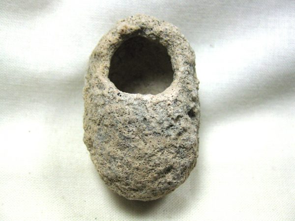 Fossil Weevil Cocoon #5 - Image 2