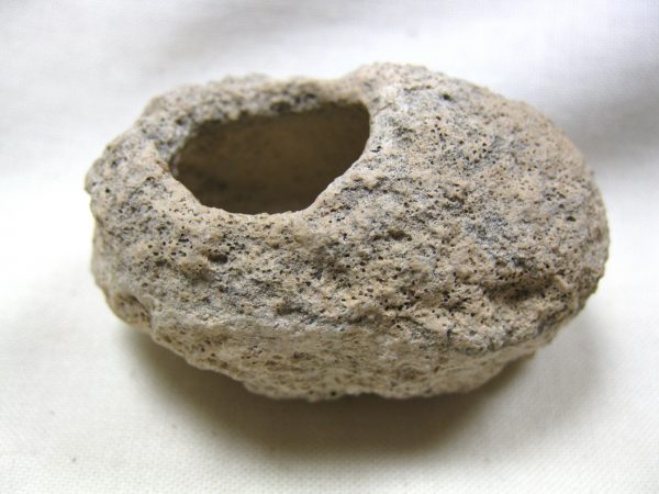 Fossil Weevil Cocoon #5 - Image 3