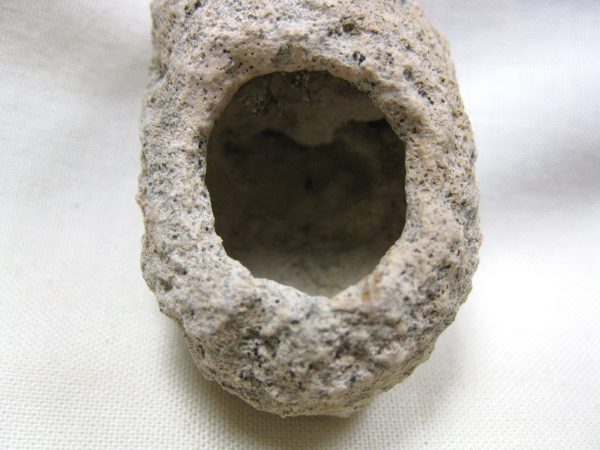 Fossil Weevil Cocoon #5 - Image 4