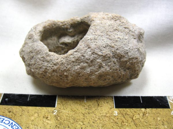 Fossil Weevil Cocoon #6