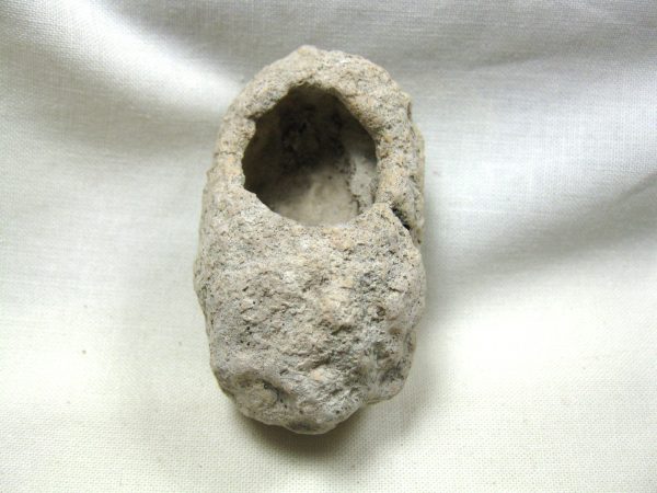 Fossil Weevil Cocoon #6 - Image 2