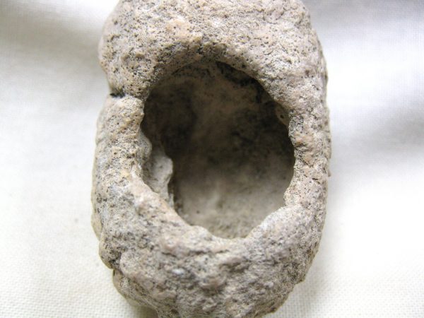 Fossil Weevil Cocoon #6 - Image 4