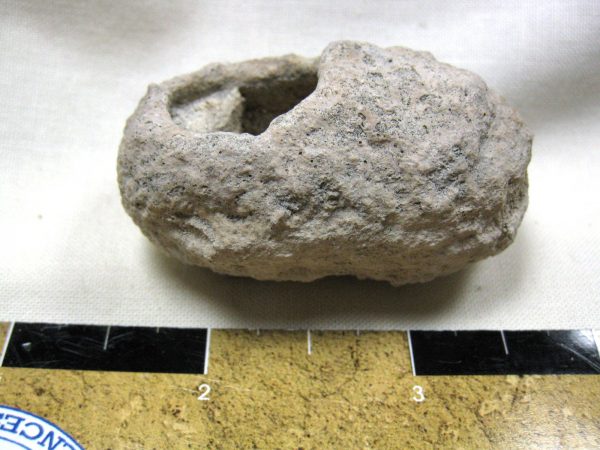 Fossil Weevil Cocoon #7