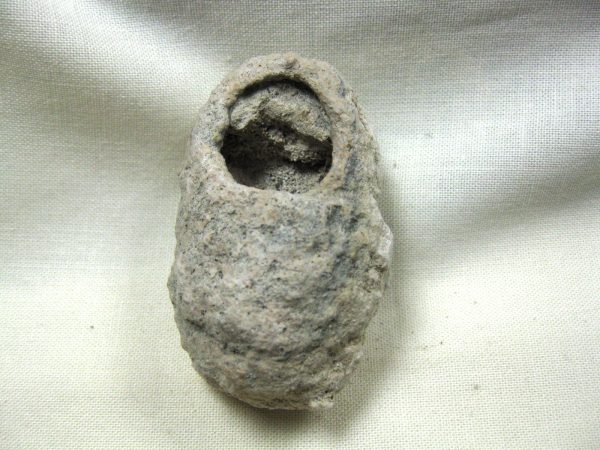 Fossil Weevil Cocoon #7 - Image 2