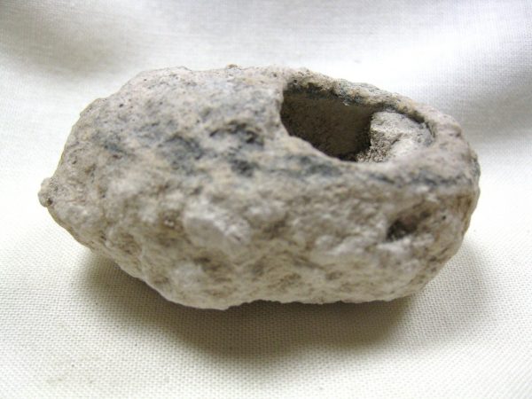 Fossil Weevil Cocoon #7 - Image 5