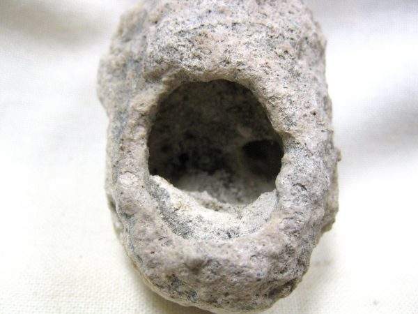 Fossil Weevil Cocoon #7 - Image 4