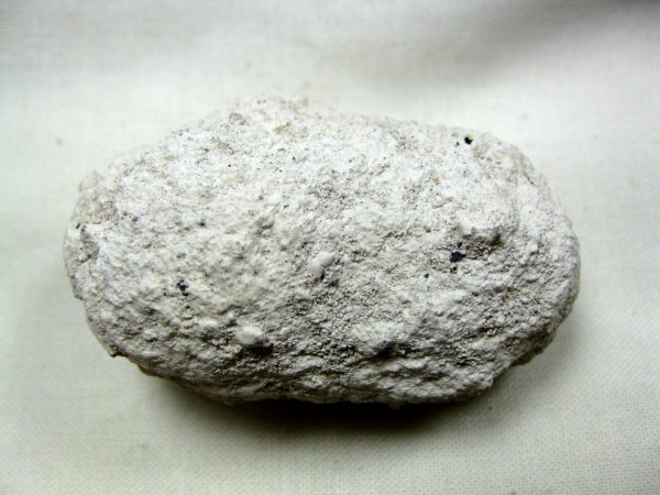 Fossil Weevil Cocoon #7 - Image 3