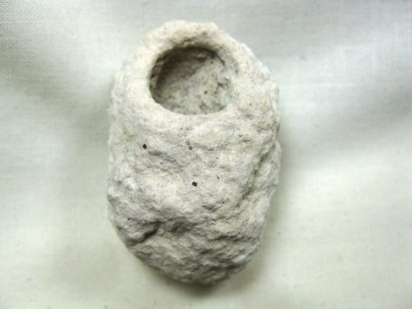 Fossil Weevil Cocoon #8 - Image 2