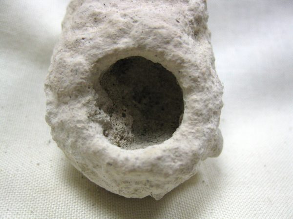 Fossil Weevil Cocoon #8 - Image 4