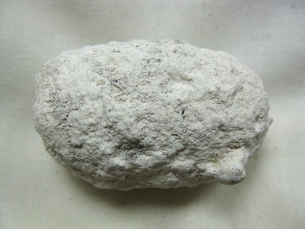 Fossil Weevil Cocoon #8 - Image 5