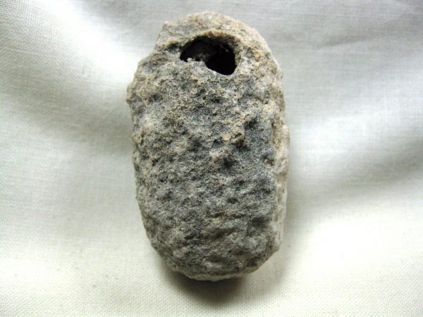 Fossil Weevil Cocoon #9 - Image 2