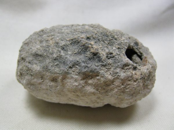 Fossil Weevil Cocoon #9 - Image 5