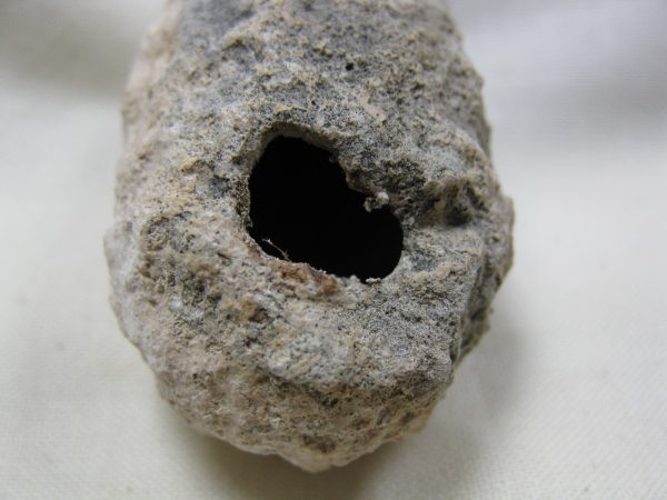 Fossil Weevil Cocoon #9 - Image 4