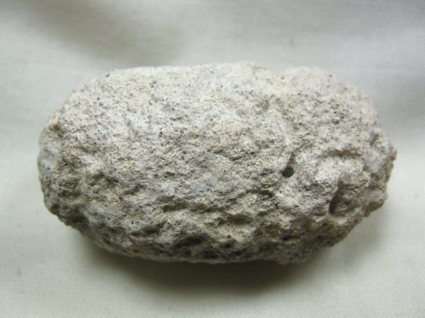 Fossil Weevil Cocoon #9 - Image 3