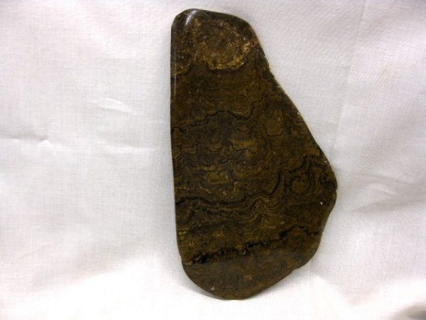 South American Stromatolite #2