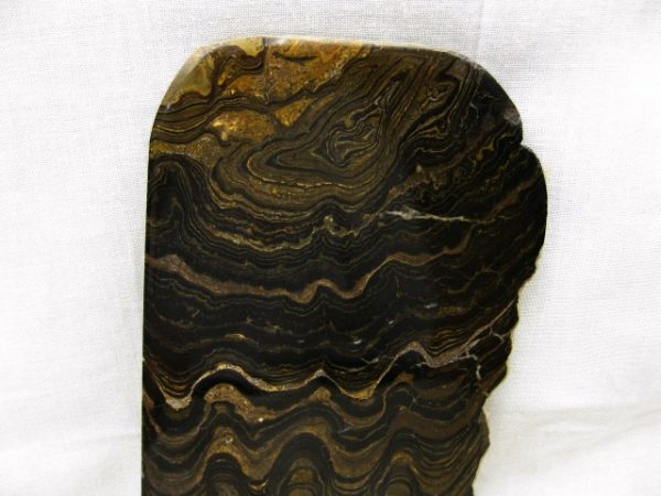 South American Stromatolite #3 - Image 2