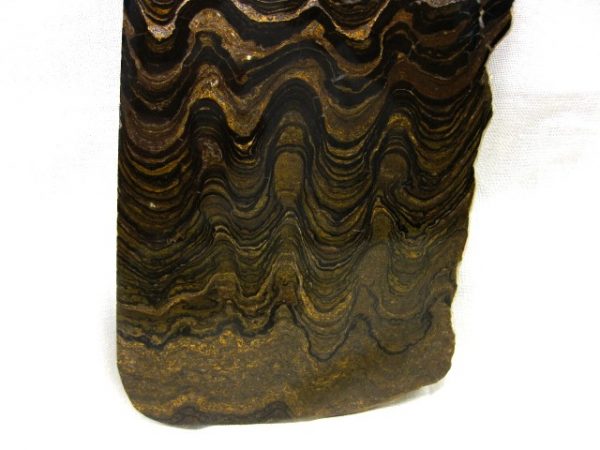 South American Stromatolite #3 - Image 3