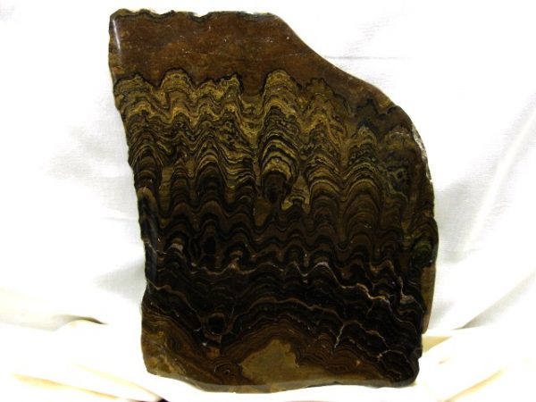 South American Stromatolite #7