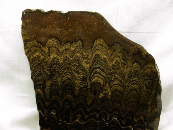 South American Stromatolite #7 - Image 2