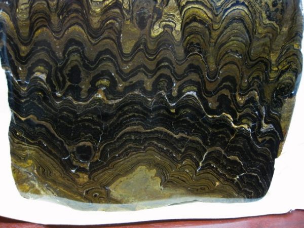 South American Stromatolite #7 - Image 3