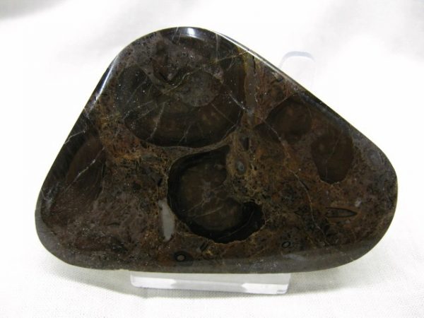 California Stromatolite #1