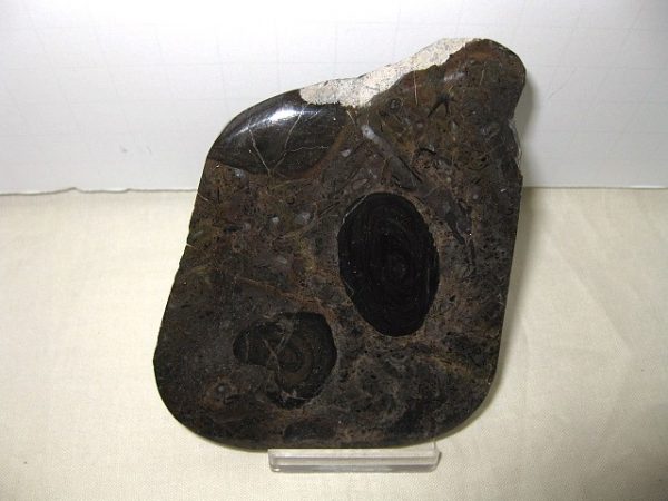 California Stromatolite #10