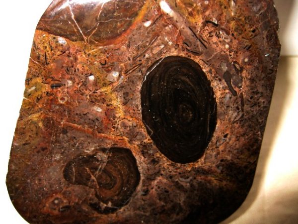 California Stromatolite #10 - Image 2