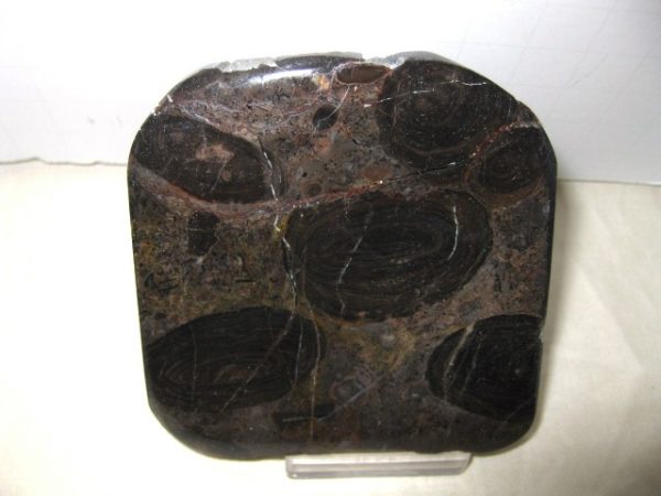 California Stromatolite #11