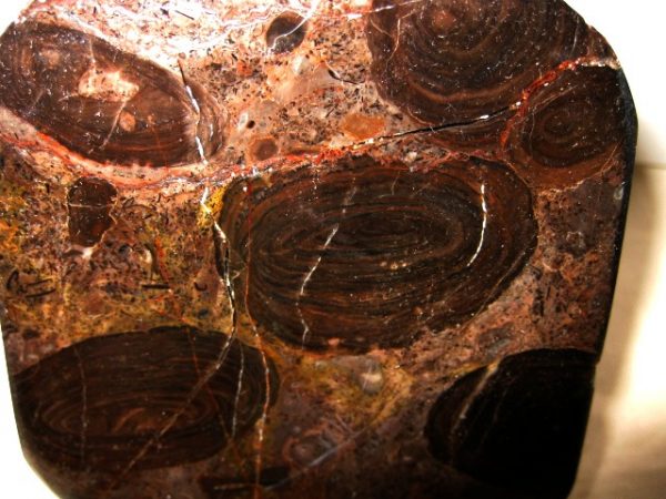 California Stromatolite #11 - Image 2