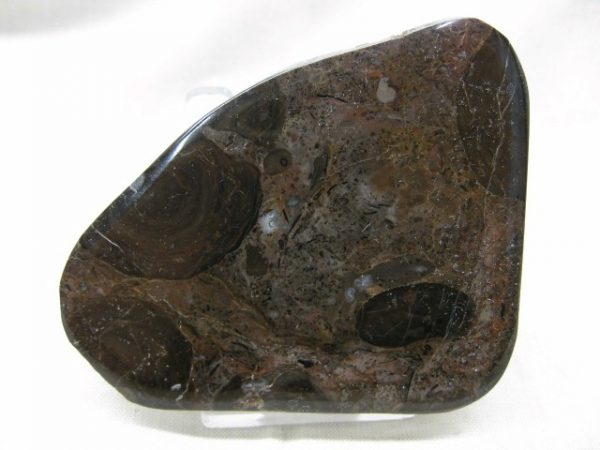 California Stromatolite #5